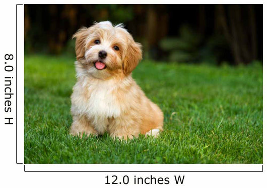 Happy Little Orange Havanese Wall Decal