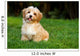 Happy Little Orange Havanese Wall Decal