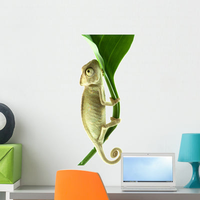 Chameleon On Flower. Wall Decal shown on a wall
