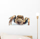 jumping spider Wall Mural