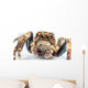 jumping spider Wall Mural