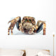 jumping spider Wall Mural