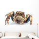 jumping spider Wall Mural
