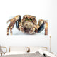 jumping spider Wall Mural