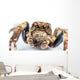 jumping spider Wall Mural