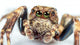 Jumping Spider Wall Decal