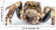 jumping spider Wall Mural