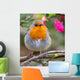 ROBIN REDBREAST Wall Mural