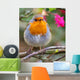 ROBIN REDBREAST Wall Mural