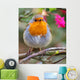 ROBIN REDBREAST Wall Mural