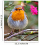 ROBIN REDBREAST Wall Mural