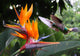 Flying Hummingbird Strelitzia Flower Wall Decal