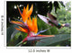 Flying Hummingbird Strelitzia Flower Wall Decal