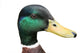 Mallard Wall Decal