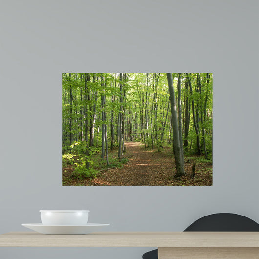 Konica Minolta Digital Camera Wall Decal