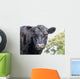 Cow up Profile Aberdeen Wall Decal