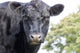 Cow up Profile Aberdeen Wall Decal