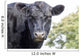 Cow up Profile Aberdeen Wall Decal