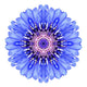 Blue Cornflower Mandala Wall Decal