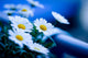 Margeriten Blau Wall Mural