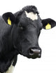 Cow! Wall Decal