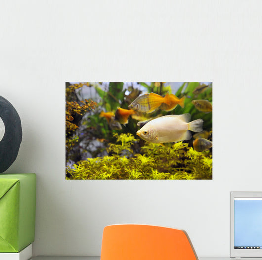 Aquarium Wall Mural