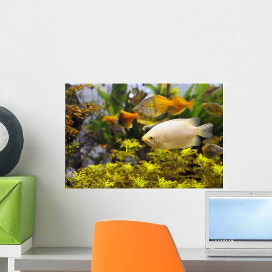 Aquarium Wall Mural