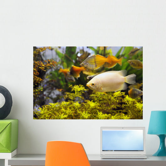 Aquarium Wall Mural
