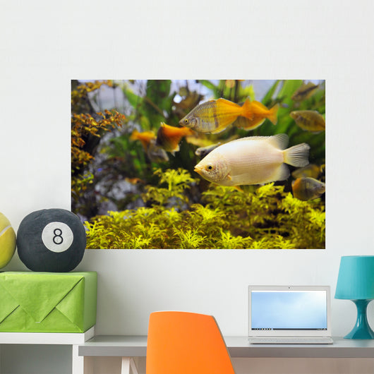 Aquarium Wall Mural
