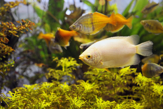 Aquarium Wall Decal