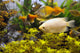 Aquarium Wall Decal