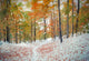 First Snow In The Mountain Forest. Wall Decal