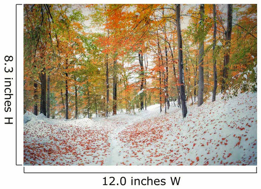 First snow in the mountain forest. Wall Mural