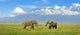 Elephant Wall Decal
