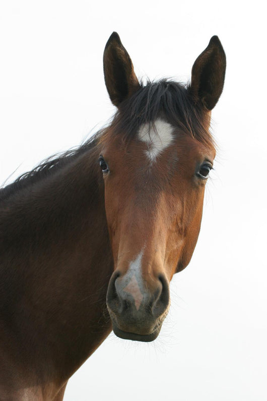 Horse Head Wall Decal