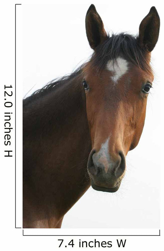 Horse Head Wall Decal