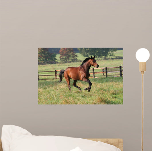 Horses Horse Gallops across Wall Decal