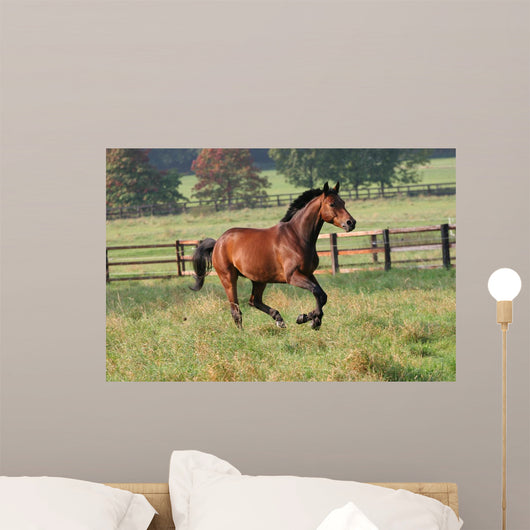 Horses Horse Gallops across Wall Decal