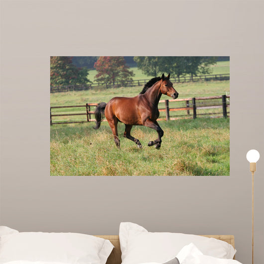 Horses Horse Gallops across Wall Decal