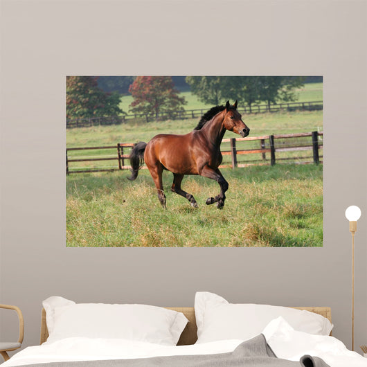 Horses Horse Gallops across Wall Decal