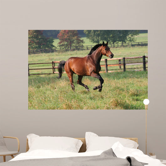 Horses Horse Gallops across Wall Decal