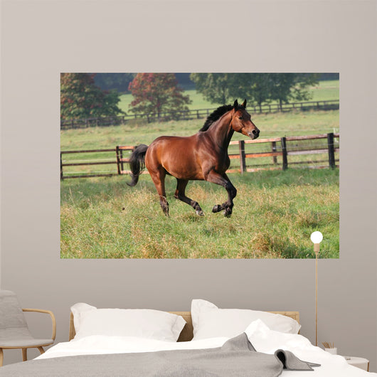 Horses Horse Gallops across Wall Decal