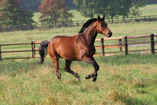 Horses Horse Gallops across Wall Decal