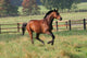 Horses Horse Gallops across Wall Decal