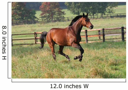 Horses Horse Gallops across Wall Decal