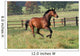 Horses Horse Gallops across Wall Decal