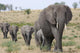 African Elephants Wall Decal