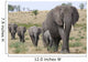 African Elephants Wall Decal