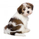 Cute Havanese Puppy Is Wall Decal