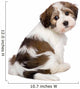 Cute Havanese Puppy Is Wall Decal